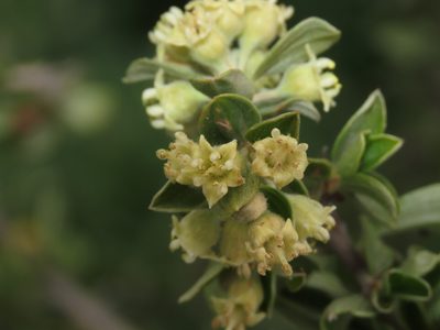 Trevoa quinquenervia, photographed by Nicolás Lavandero