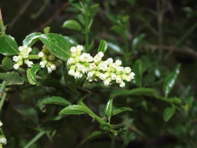 Retanilla trinervia, photographed by Nicolás Lavandero