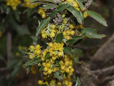 Berberis chilensis, photographed by Nicolás Lavandero