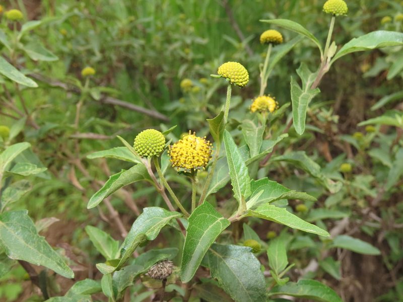 Podanthus mitiqui, photographed by Nicolás Lavandero