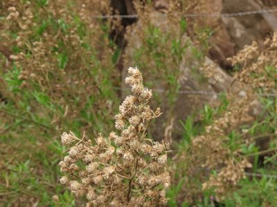 Baccharis paniculata, photographed by Nicolás Lavandero