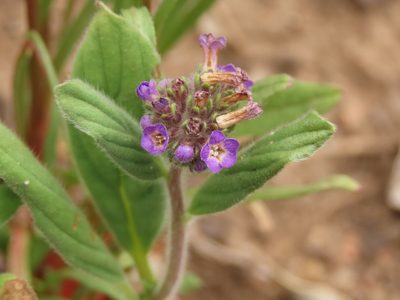 Phacelia brachyantha, photographed by Nicolás Lavandero