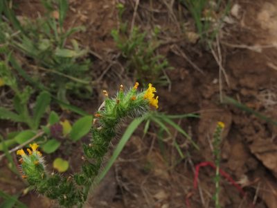Amsinckia calycina