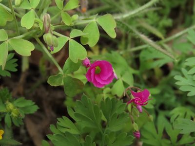 Oxalis rosea, photographed by Nicolás Lavandero