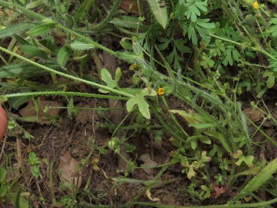 Bowlesia uncinata, photographed by Nicolás Lavandero