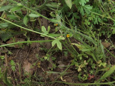 Bowlesia uncinata, photographed by Nicolás Lavandero