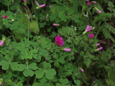 Oxalis rosea, photographed by Nicolás Lavandero