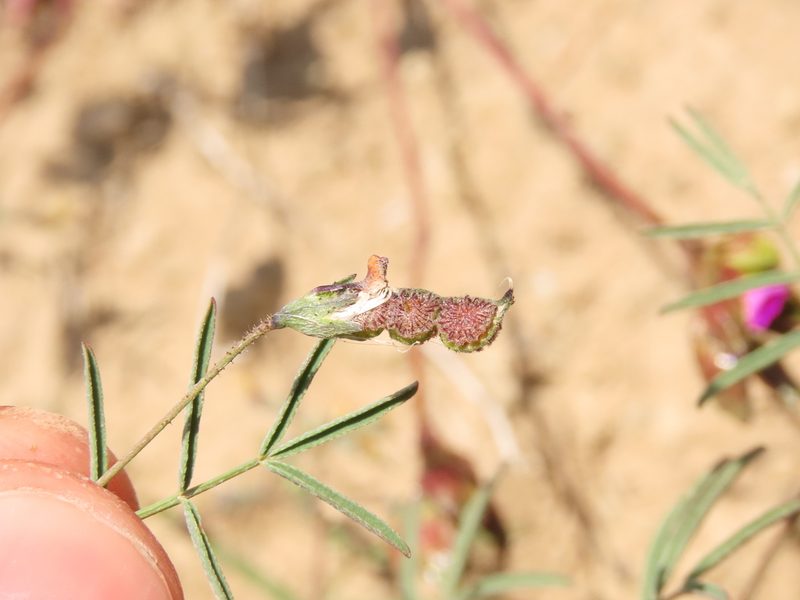 Adesmia filifolia, photographed by Nicolás Lavandero