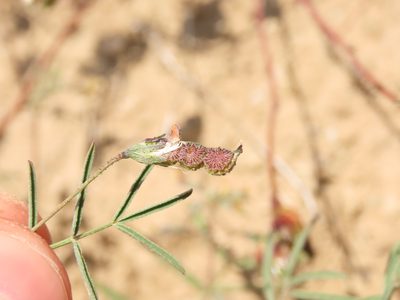 Adesmia filifolia, photographed by Nicolás Lavandero