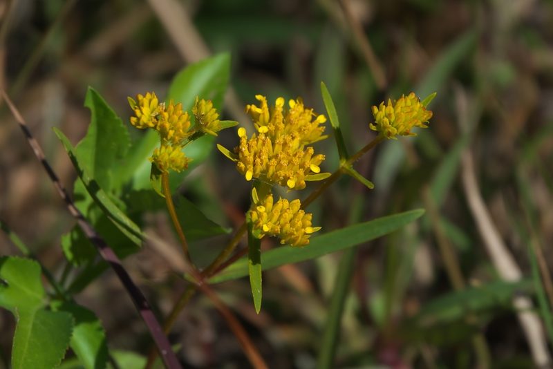 Flaveria floridana, photographed by Robert Webster
