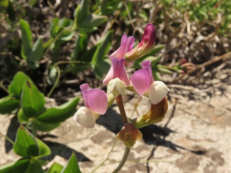 Lathyrus magellanicus, photographed by Nicolás Lavandero