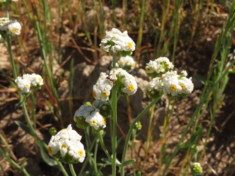 Cryptantha alyssoides, photographed by Nicolás Lavandero