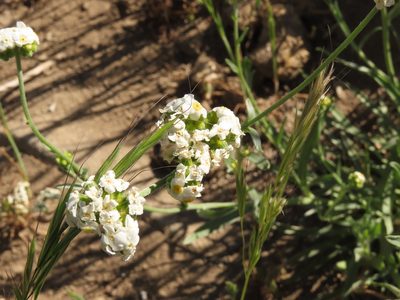 Cryptantha alyssoides, photographed by Nicolás Lavandero