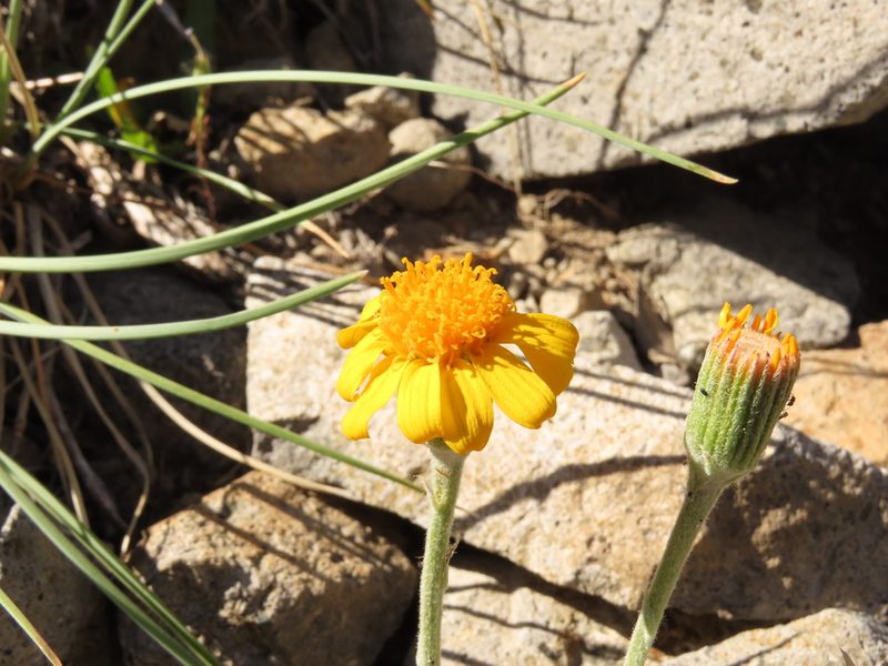 Senecio chilensis, photographed by Nicolás Lavandero