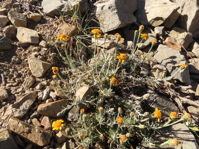 Senecio chilensis, photographed by Nicolás Lavandero