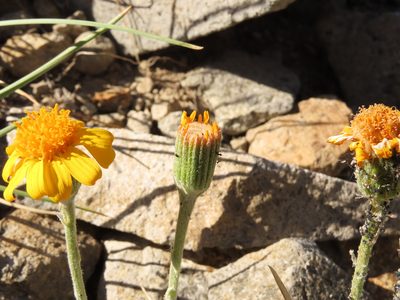 Senecio chilensis, photographed by Nicolás Lavandero