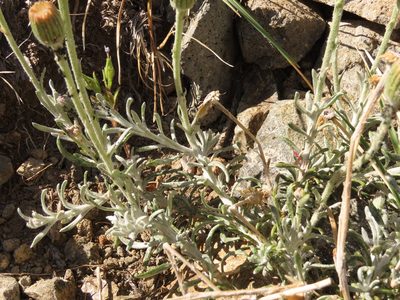 Senecio chilensis, photographed by Nicolás Lavandero