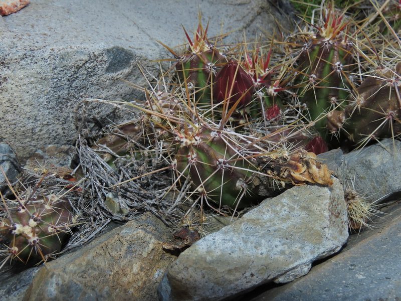 Austrocactus spiniflorus, photographed by Nicolás Lavandero