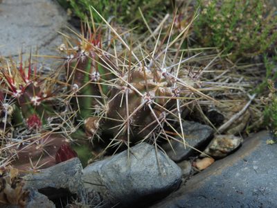 Austrocactus spiniflorus, photographed by Nicolás Lavandero