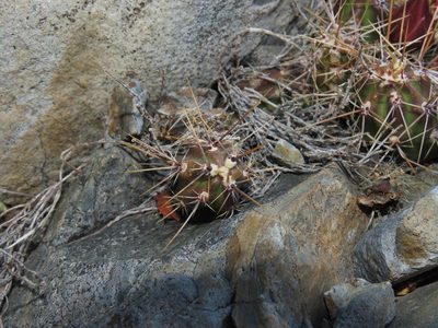 Austrocactus spiniflorus, photographed by Nicolás Lavandero