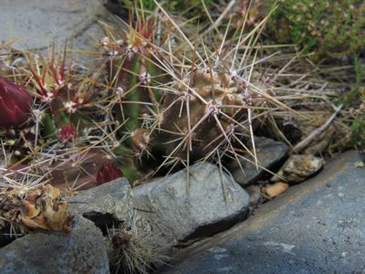 Austrocactus spiniflorus, photographed by Nicolás Lavandero