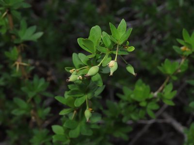 Berberis montana, photographed by Nicolás Lavandero