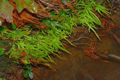 Pteris multifida, photographed by Michelle W. （鍾偉瑋）