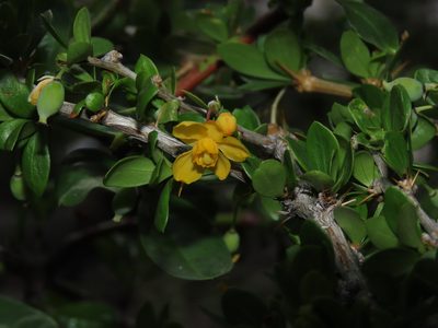 Berberis montana, photographed by Nicolás Lavandero