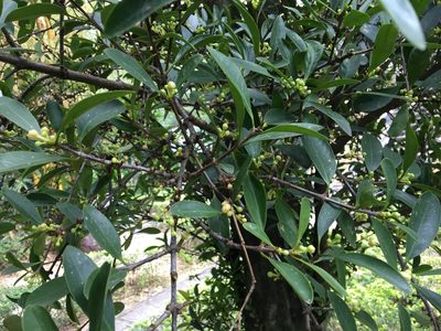 Garcinia oblongifolia, photographed by Yj