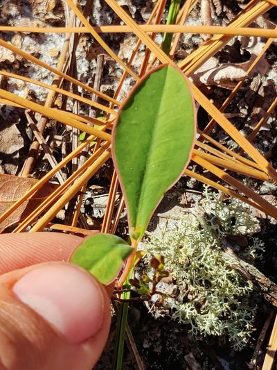Euphorbia telephioides, photographed by Scott Allen Davis