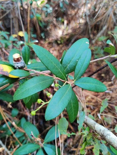 Pieris phillyreifolia, photographed by Scott Allen Davis