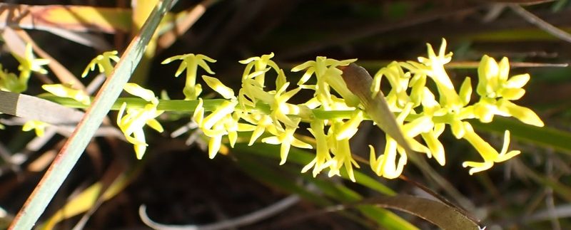 Stackhousia viminea, photographed by corunastylis