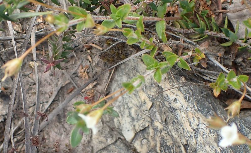 Mitrasacme pilosa, photographed by corunastylis