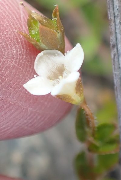 Mitrasacme pilosa, photographed by corunastylis