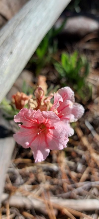 Lobostemon lucidus, photographed by sharndreheuvel