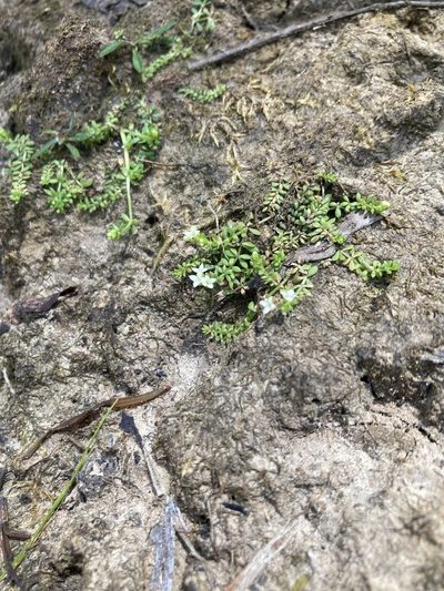 Hydrogalium minimum, photographed by krumpianking