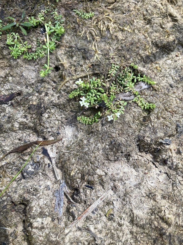 Hydrogalium minimum, photographed by krumpianking