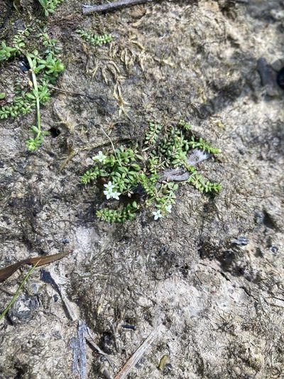 Hydrogalium minimum, photographed by krumpianking