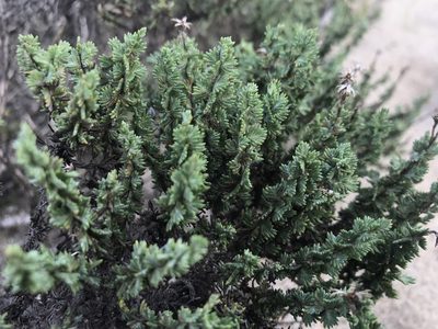 Ericameria ericoides, photographed by fern Wildtruth
