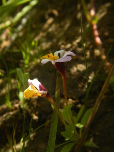 Diplacus pulchellus, photographed by Chao Shi