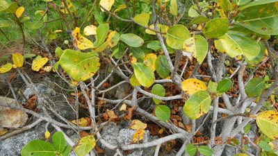 Ficus pedunculosa, photographed by Chao Shi
