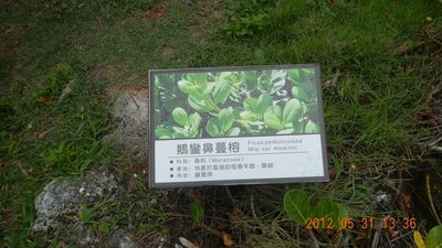 Ficus pedunculosa, photographed by Chao Shi