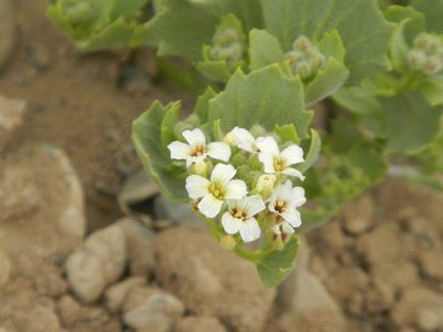 Christolea crassifolia, photographed by Chao Shi
