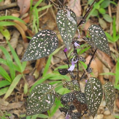 Hypoestes phyllostachya, photographed by Paulmathi Vinod