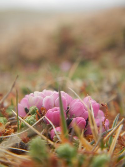 Myricaria prostrata, photographed by Chao Shi