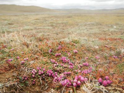 Myricaria prostrata, photographed by Chao Shi