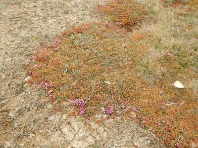 Myricaria prostrata, photographed by Chao Shi