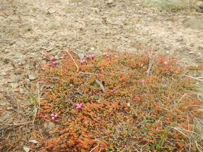 Myricaria prostrata, photographed by Chao Shi