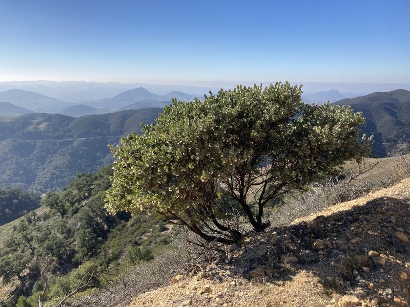 Arctostaphylos luciana, photographed by Adam J. Searcy