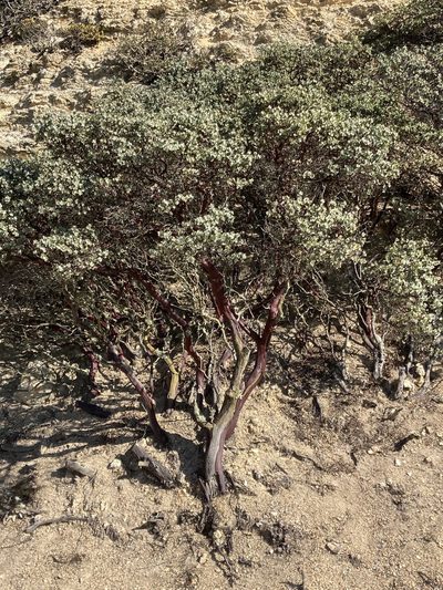 Arctostaphylos luciana, photographed by Adam J. Searcy